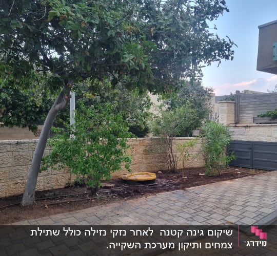 עץ ושיחים בגינה עם אדמה חשופה